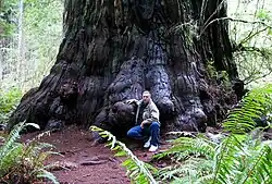 The trunk of this redwood tree is its stem.