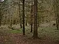 The coniferous forests of Reelig Glen