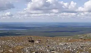 Reindeer on Taivaskeru