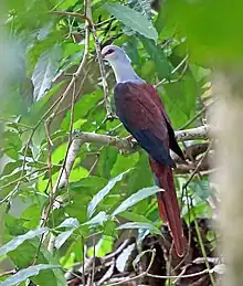 photo of pigeon with whitish head, brown body, and blackish outer wings