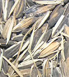 African rice in its inedible husk (seed rice, will sprout)