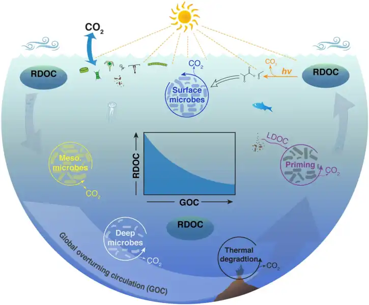 Removal of refractory DOC in the ocean Phytoplankton production and food web dynamics in surface waters release a diverse mixture of dissolved molecules with varying reactivities. Bacteria and archaea utilize labile and semi-labile forms of DOC in surface and mesopelagic waters of the upper ocean, leaving behind a vast reservoir of refractory DOC (RDOC) that persists in the ocean for millennia. The ocean is a patchy environment that harbors a great diversity of microbes and physicochemical processes with the potential to remove refractory DOC when these molecules encounter environmental conditions and microbes that can degrade them. Physical mixing transports refractory DOC throughout the ocean realm and thereby increases the likelihood of its removal. Deep ocean waters can be entrained into hydrothermal circulation and associated DOC can be removed by thermal degradation. Sinking particles from the upper ocean release labile DOC (LDOC) that triggers hot spots of microbial activity and primes the removal of refractory molecules. Mixing of subsurface waters into sunlit waters exposes refractory DOC to warmer temperatures and photochemical processes that can mineralize and transform refractory molecules into simple compounds (e.g., pyruvate, formaldehyde) for rapid microbial utilization. Thus, it appears the lifetime of refractory molecules in the ocean is regulated by the rate of global overturning circulation (GOC). This relationship indicates a slowing of GOC could lead to an increase in the reservoir size of refractory DOC, assuming a constant production rate of refractory DOC (inset panel).