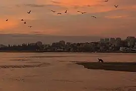 Nature Reserve of the Douro Estuary