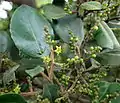 Flower and unripe fruit