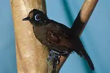 Hairy-crested antbird