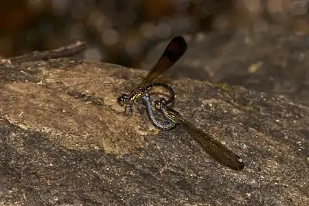 Heliocypha bisignata mating pair