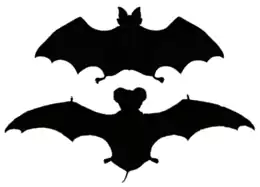 Two bat silhouettes. The top, a horseshoe bat, has shorter, broad wings. The second, a free-tailed bat, has very long and narrow wings.