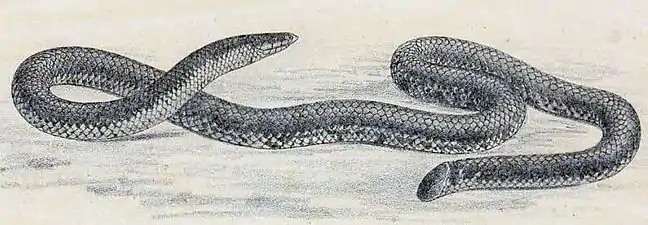 Illustration