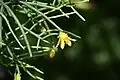 Rhipsalis aurea