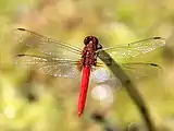 Male, Cairns, Queensland