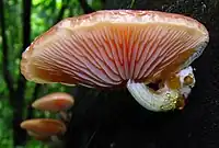 A side view of a light-pink mushroom cap growing on the side of a tree, revealing gills of different lengths. Small drops of yellow liquid are visible on the stem.