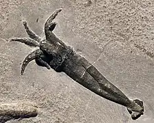 Fossil Rhomboteuthis from the Lower Callovian (c. 164 Mya, middle Jurassic) of La Voulte-sur-Rhône, France