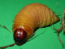 Larva