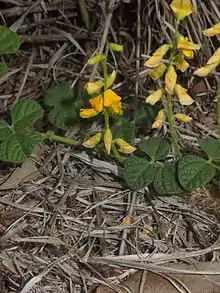 Frijolillo(Rhynchosia minima)