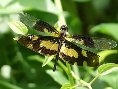 Rhyothemis variegata female