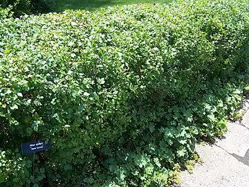 An alpine currant hedge at the Minnesota Landscape Arboretum