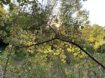 Branch in Bend, Oregon, backlit by sun