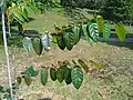 Shorea peltata leaves