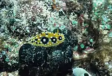 A nudibranch (yellow) on "Codium arabicum" (green) off Wilson Island, Australia