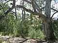 A river red gum near Bolin Bolin Billabong on the Yarra River.