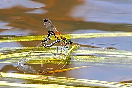 Libellago indica mating pair