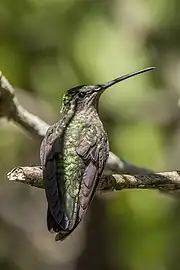 female