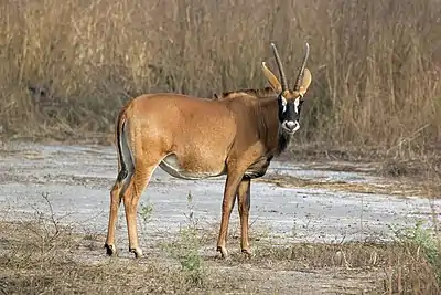 Image 17Roan antelopePhotograph credit: Charles James SharpThe roan antelope (Hippotragus equinus) is a species of savanna antelope found in western, central and southern Africa. Named for its reddish-brown coat, it has a black face with white patches around the eyes and the mouth, and a short erect mane of greyish brown hair extending from the back of the neck to the rump. This roan antelope, of the subspecies H. e. koba, was photographed in Senegal; the subspecies's range extends from Senegal to Benin in western Africa.More selected pictures