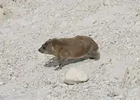 Rock hyrax, running, Ein Gedi