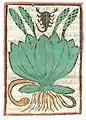 Print Rome 1481. Plantago, Arnoglossa