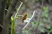 R. microptera at Bear Island Campground in the Big Cypress National Preserve