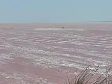 Syvash waters turned reddish by Dunaliella salina microalgae