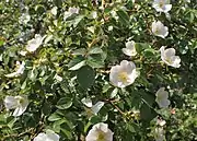 Flowers and foliage