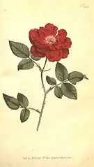 Botanical illustration