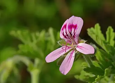 Image 1Pelargonium graveolensPhoto credit: LaitcheThe Rose Geranium (Pelargonium graveolens) is a plant indigenous to various parts of southern Africa, and in particular South Africa. This specific species has great importance in the perfume industry. Its cultivars have a wide variety of smells, including rose, citrus, mint, coconut and nutmeg, as well as various fruits.More selected pictures