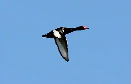 Adult male in flight