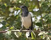 Rosy Starling (Pastor roseus)