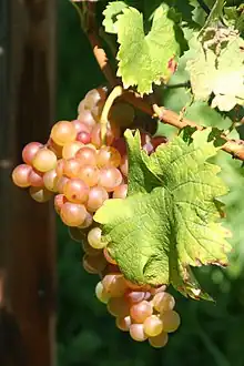 Muscat Rose grapes with small berries Rs.