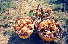 Rovellons or Pinatells, a tasty wild mushroom