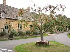 Rowan Tree and Cottages in the centre of Laverton