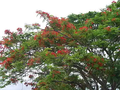 Seed pods visible on upper branches (Gordonvale, Queensland, Australia)