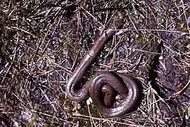 Rubber boa