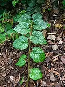 Stem. Note alternate leaf pattern