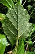 Leaf (adaxial surface)