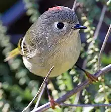 Close-up on head