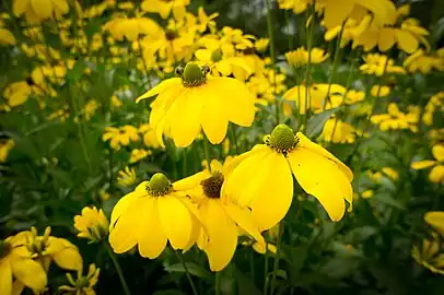 Flower heads