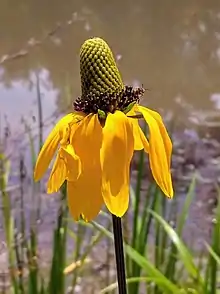 Rudbeckia texana