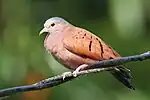 Osa Peninsula, Costa Rica