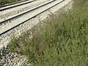 Ruderal community of Dittrichia viscosa growing on the railway-side gravel next to Petah Tikva-Sgula railway station, Israel.