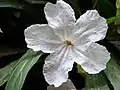 Ruellia simplex, white