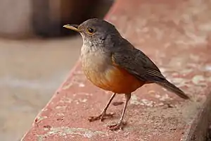 Rufous-bellied thrush